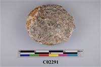 藏品(珊瑚化石)的圖片